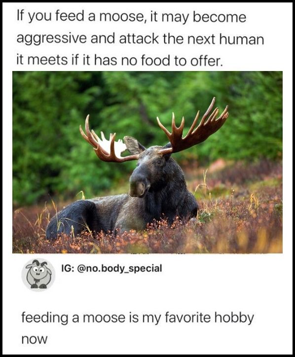 Silly Moose