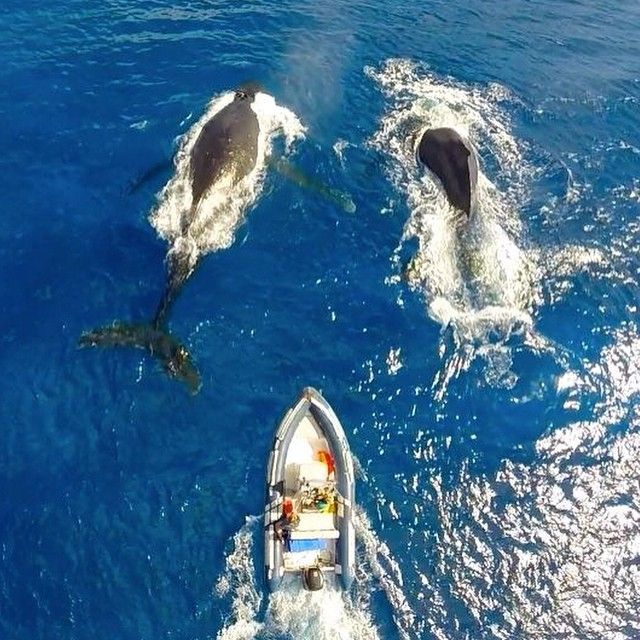 Unexpected Close Call In Rarotonga Waters
