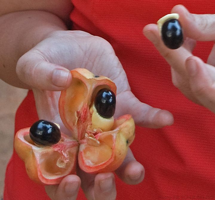 Jamaica's Ackee: Delicious But Potentially Toxic