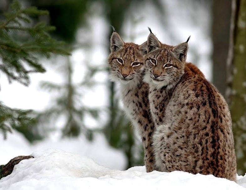 Adorable wild cats