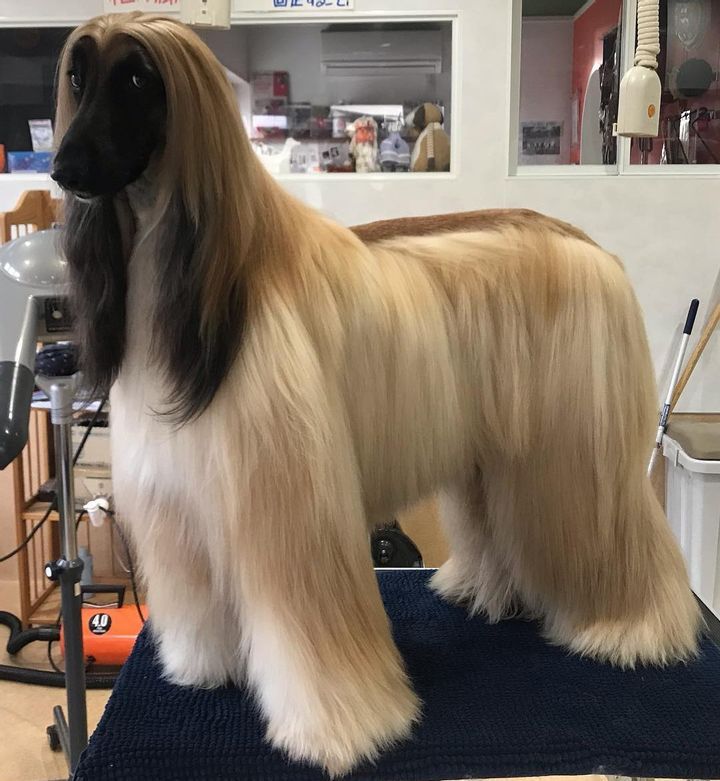 Afghan Hound
