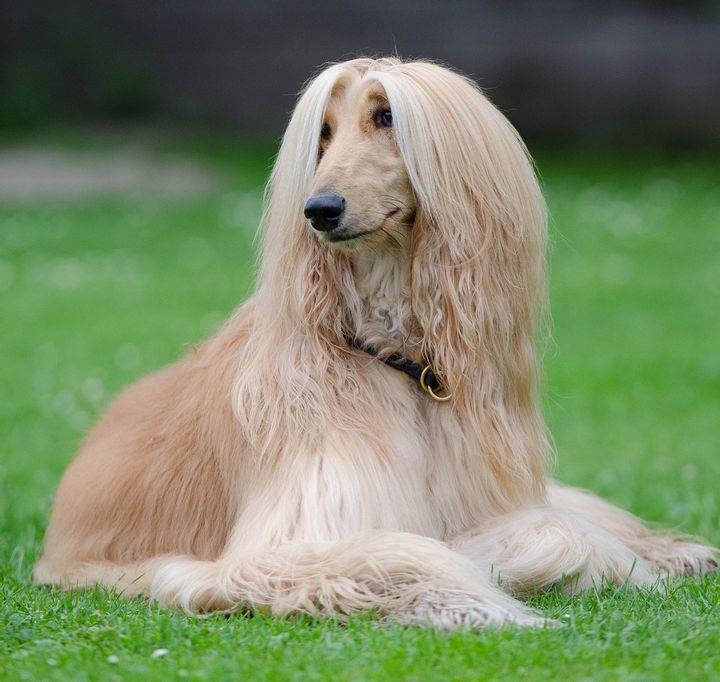 Afghan Hound