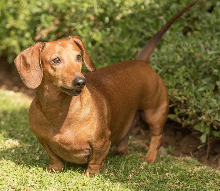 Alabama’s Pick: The Tiny Dachshund