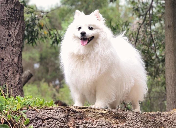American Eskimo Dog