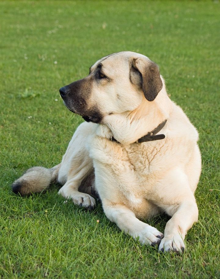Anatolian Shepherd