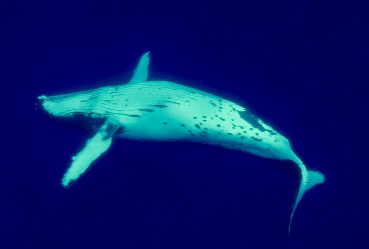 Another Unusual Encounter