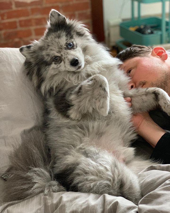 Aussie Pom: Tiny, Loyal, Blue-Eyed