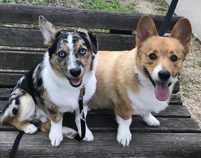 Australian Shepherd Corgi