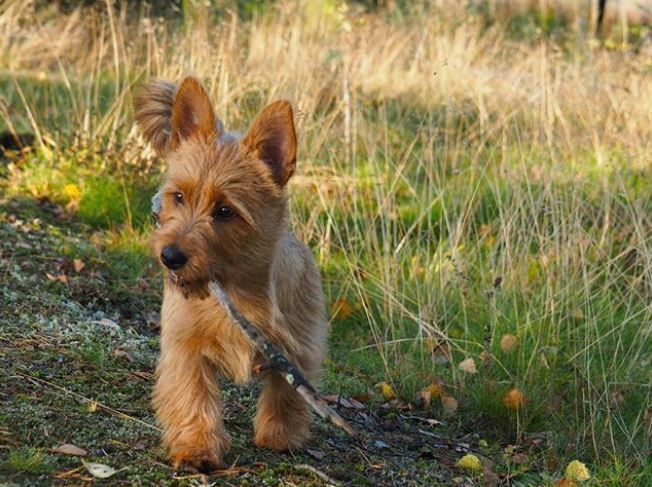 Australian Terrier