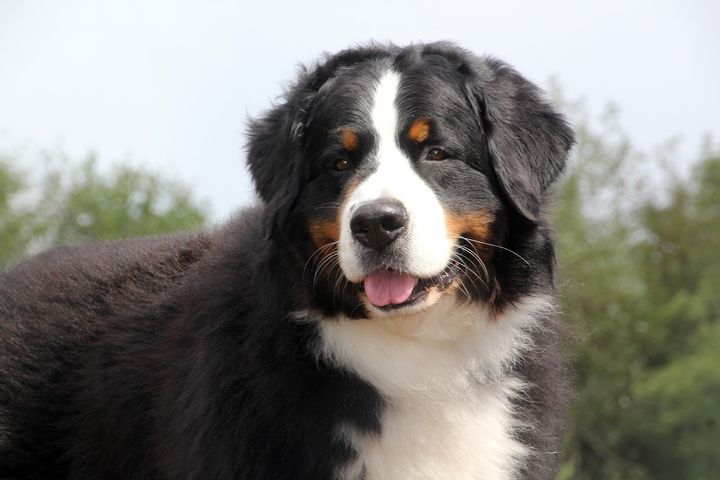 Bernese Mountain Dog