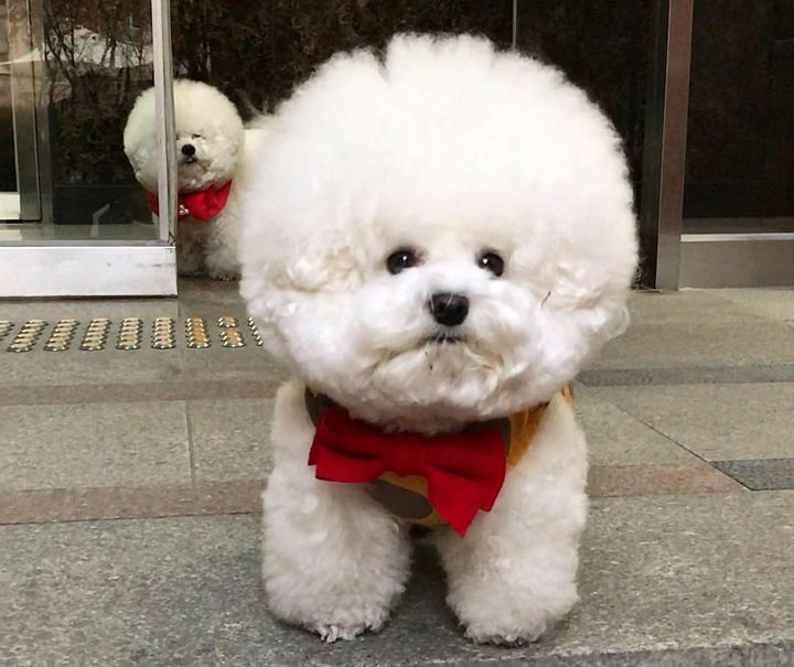 Bichon Frise