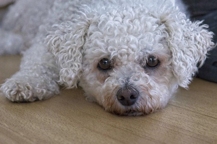 Bichon Frise