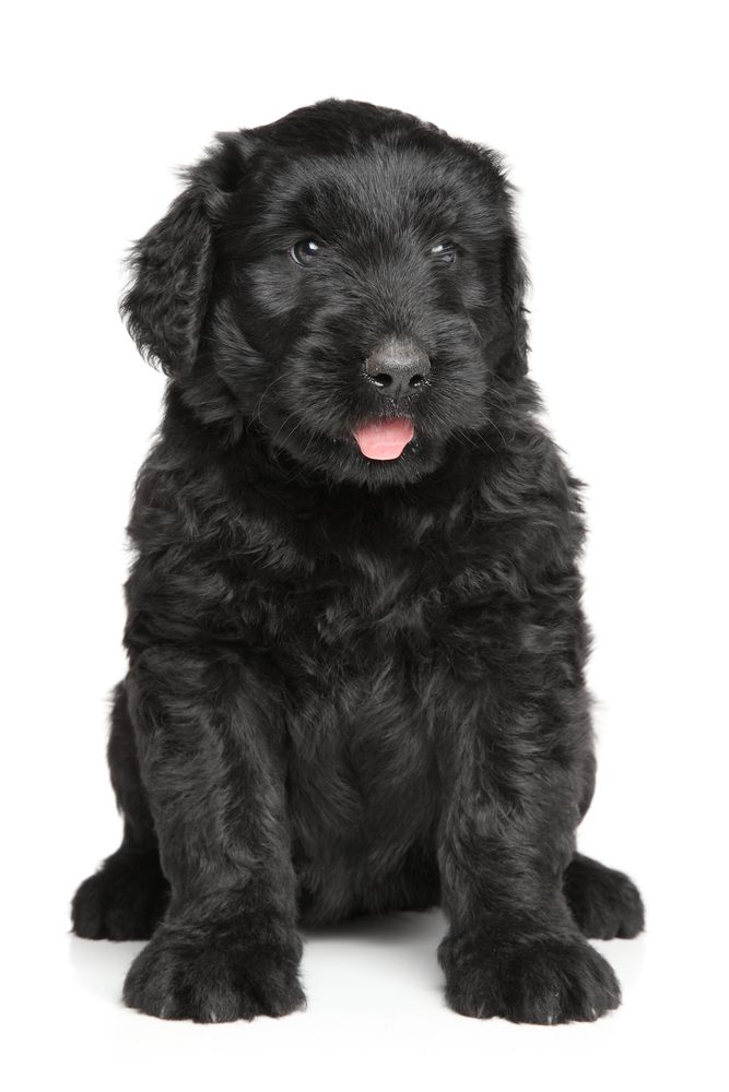 Black Russian Terrier