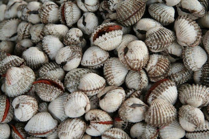 Blood Clams Buried in the Mud