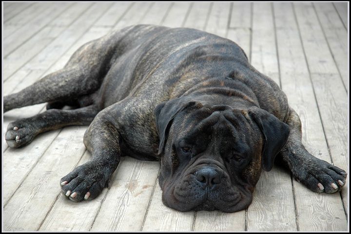 Bullmastiff