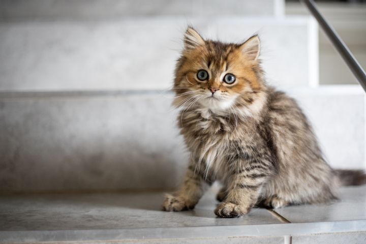 Cats Aren’t Evil
