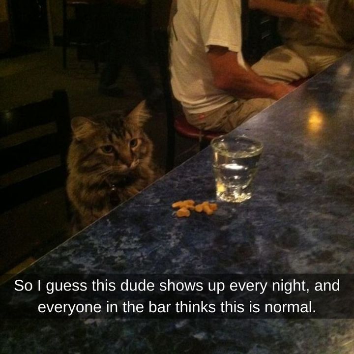 Caturday Special