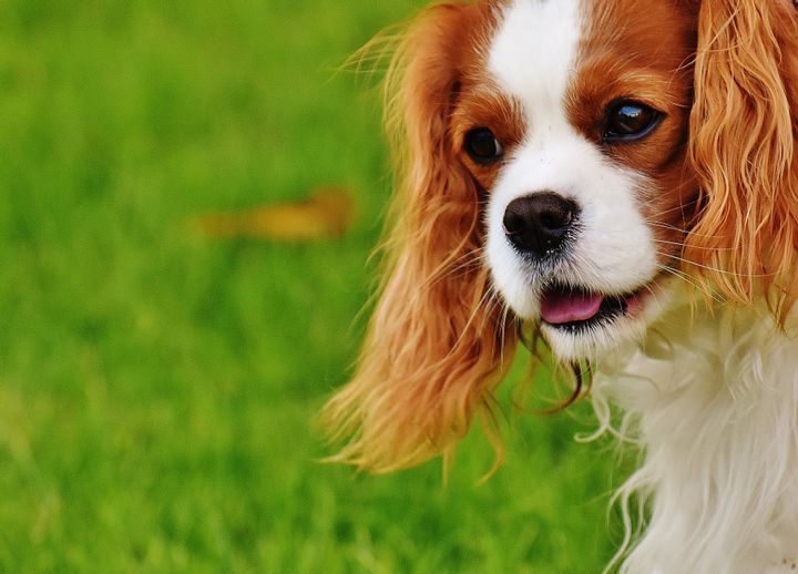 Cavalier King Charles Spaniel