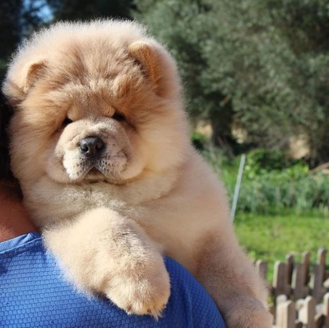 Chow Chow