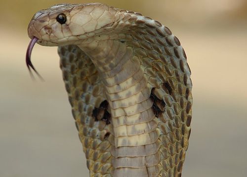 Cobra Heart