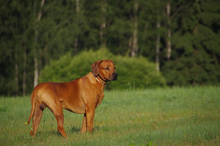 Colorado: Rhodesian Ridgeback