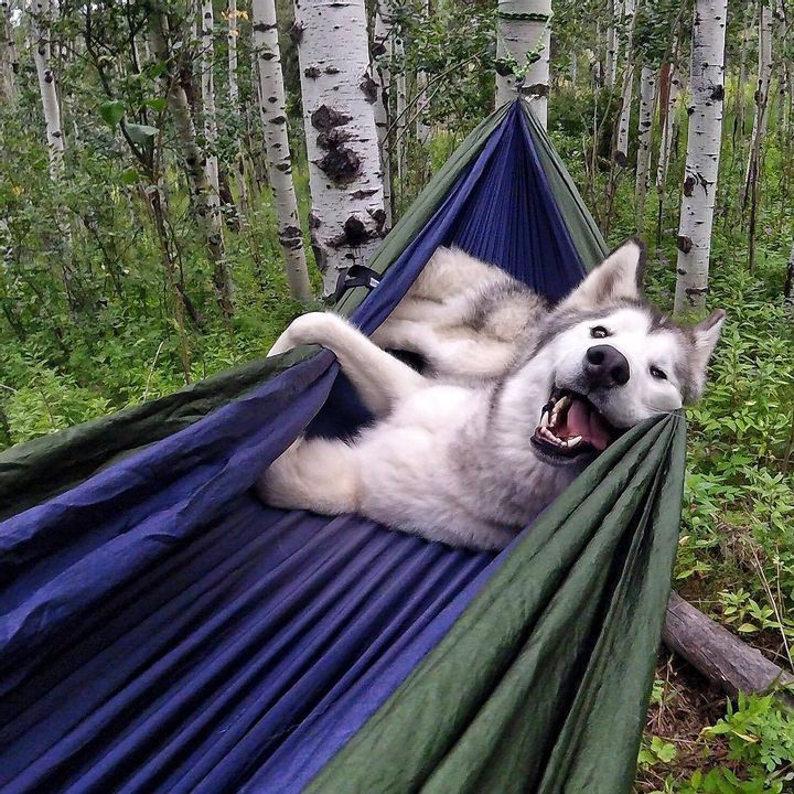 Comfy Boy