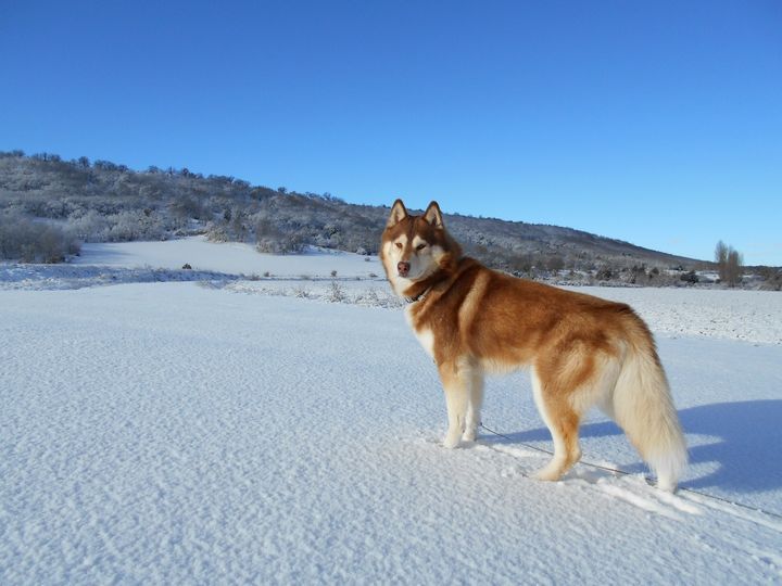 Connecticut and Washington: Siberian Husky