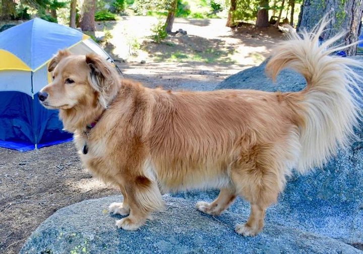 Corgi + Golden Retriever