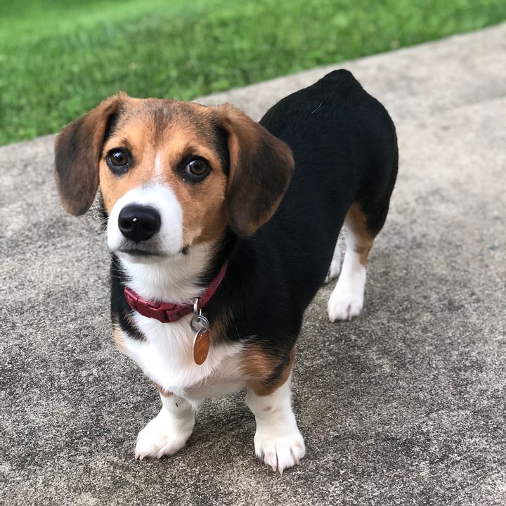 Corgle: Corgi Build, Beagle Soul
