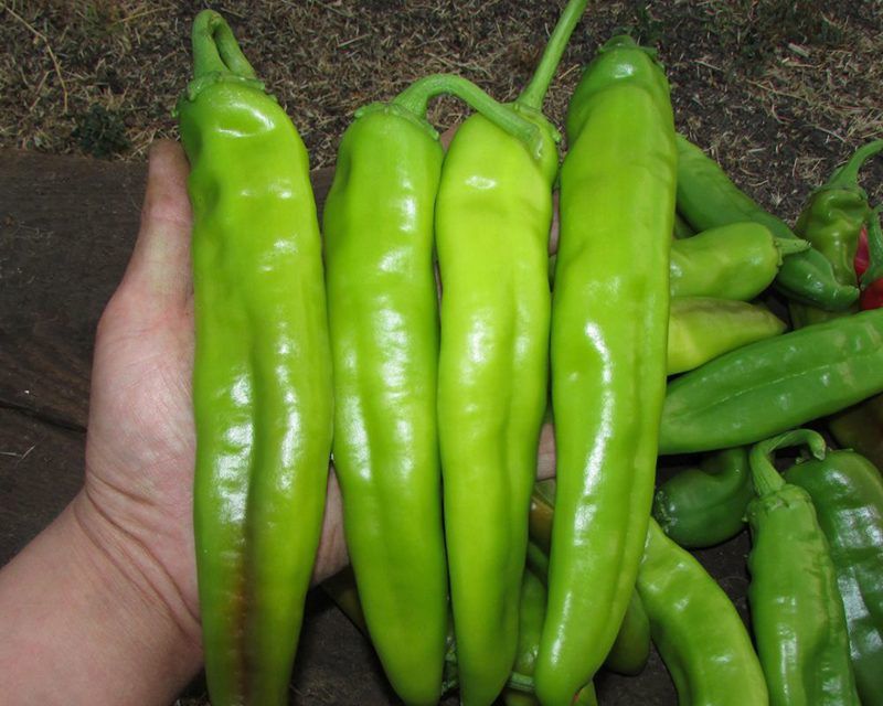 New Mexico's Delicious Meals Spiced Up by Green Chiles