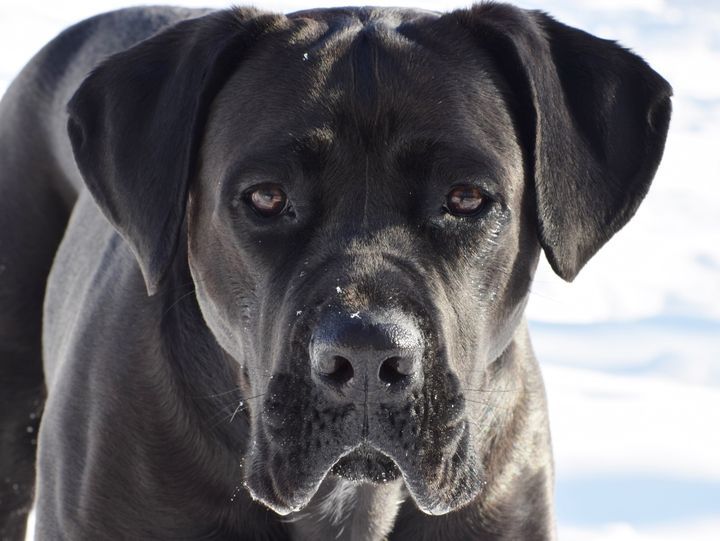 Delaware: Cane Corso