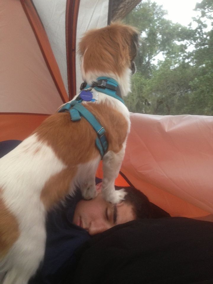 Dog Tired