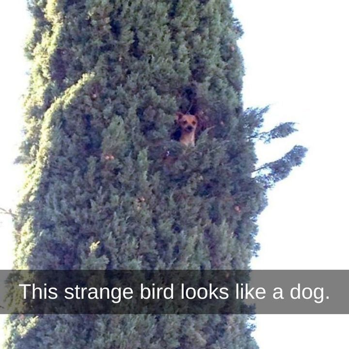 Doggone It!
