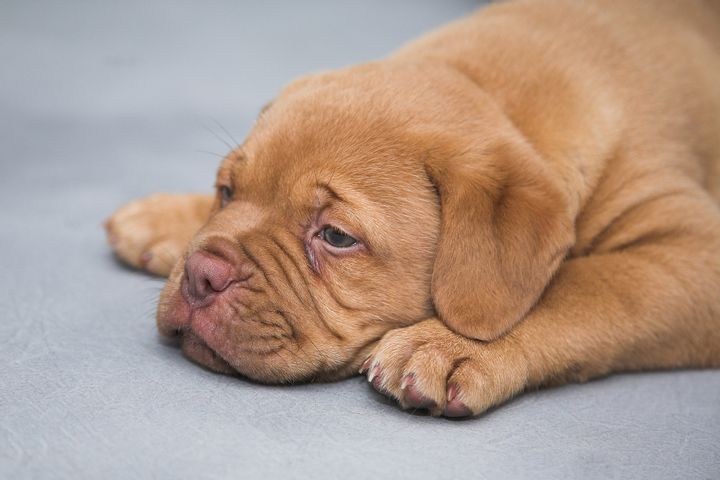 Dogue de Bordeaux