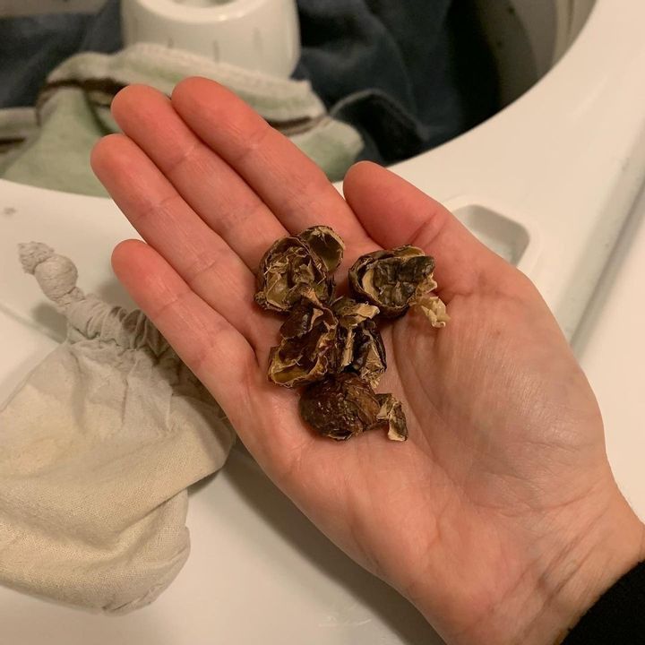 Eco Nuts Organic Laundry Detergent 