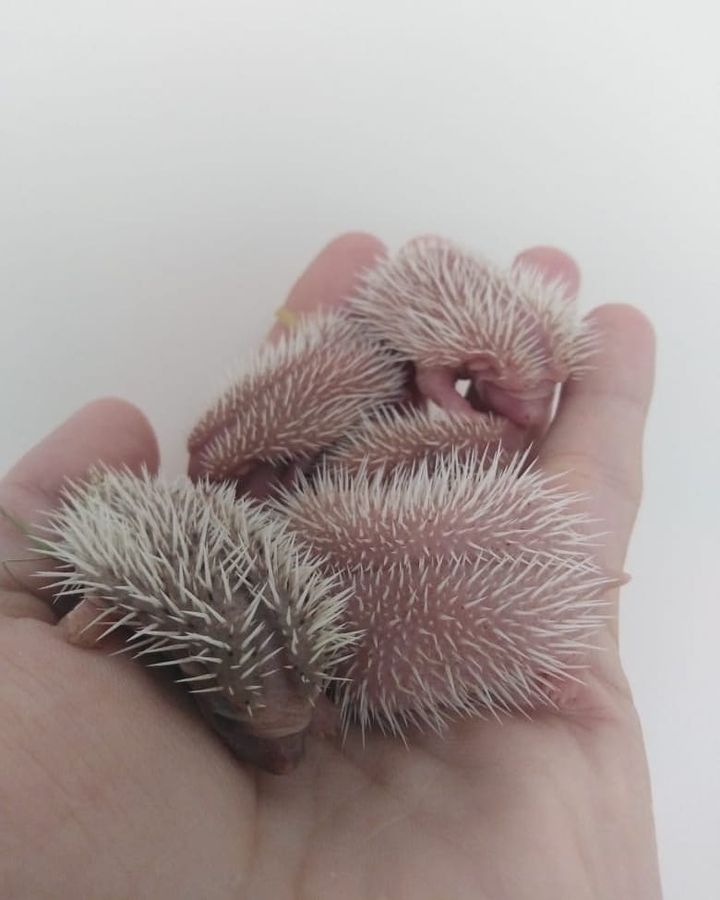 Eight Spikey Friends