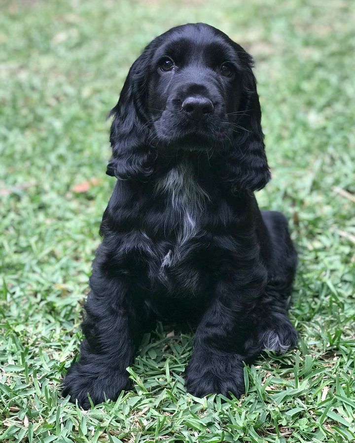 English Cocker Spaniel
