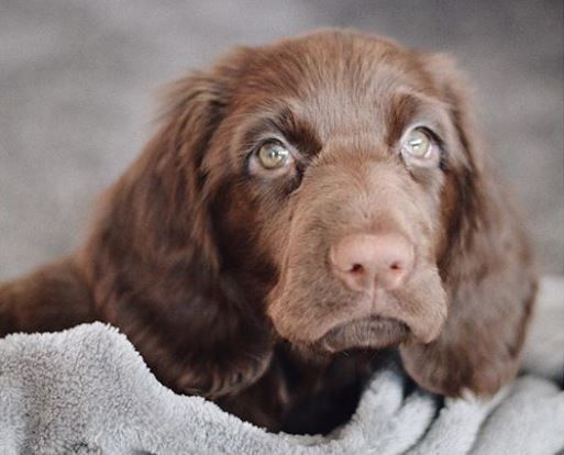 Field Spaniel