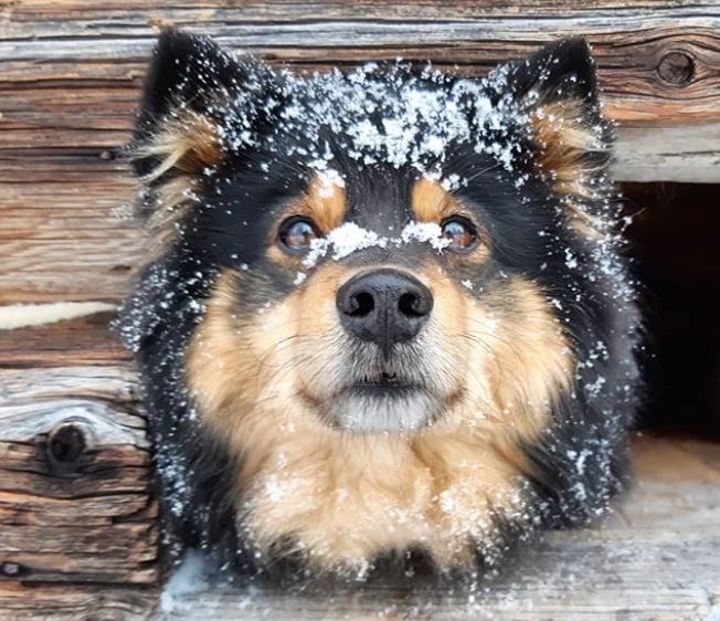 Finnish Lapphund