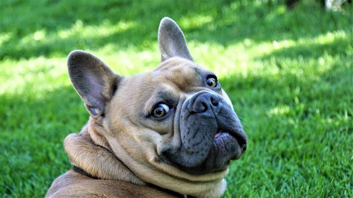 Florida, Illinois, Massachusetts, New York, and Rhode Island: French Bulldog