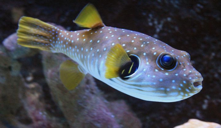 Deadly Puffer Fish: Japan's Fugu Gamble