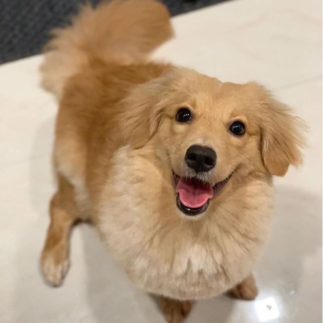 Whoodle: Energetic, Smart, Hypoallergenic