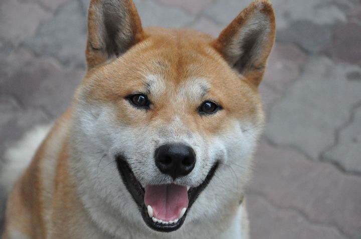 Hawaii: Shiba Inu