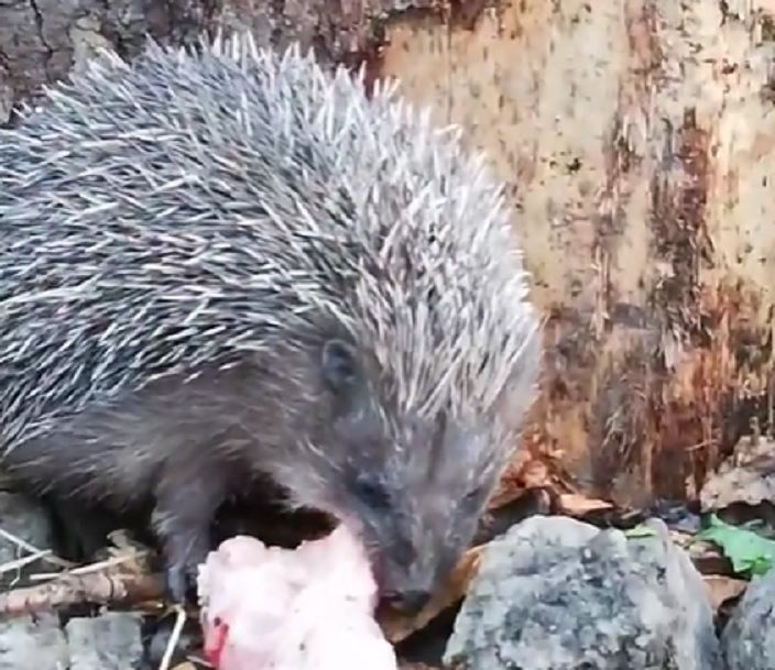 Hedgehog Hibernation