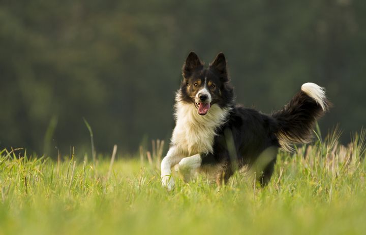 Idaho: Border Collie