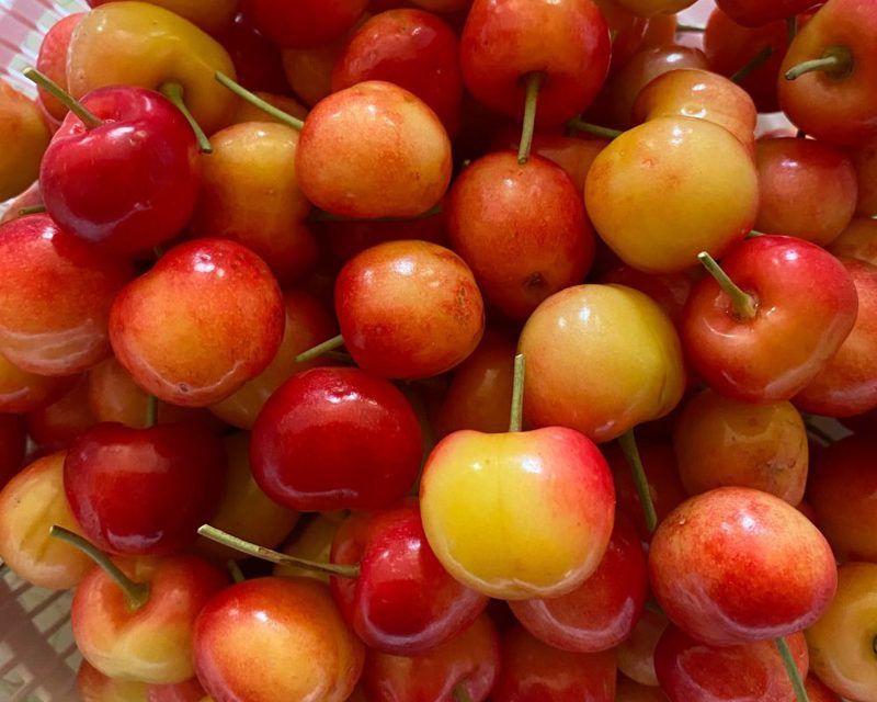 Washington celebrates Rainier cherries with holiday
