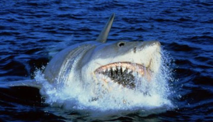 Jaws: The Revenge, A Rushed Disaster