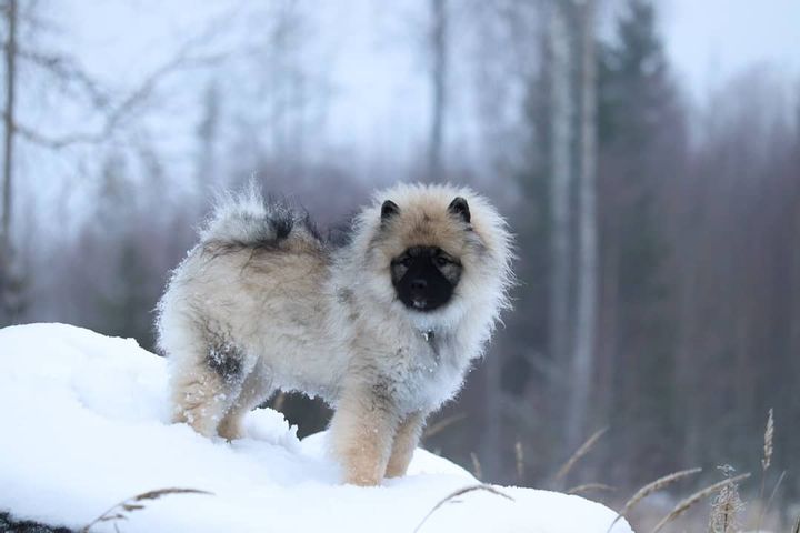 Keeshond