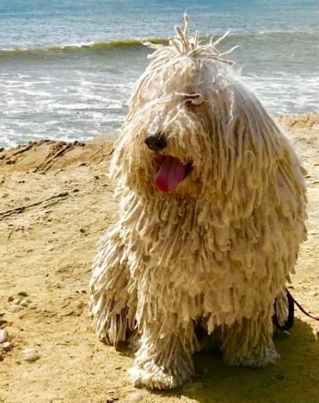 Komondor