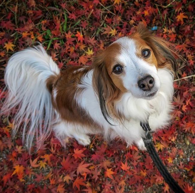 Kooikerhondje
